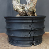 【plants greed】A.アクレアータ 61