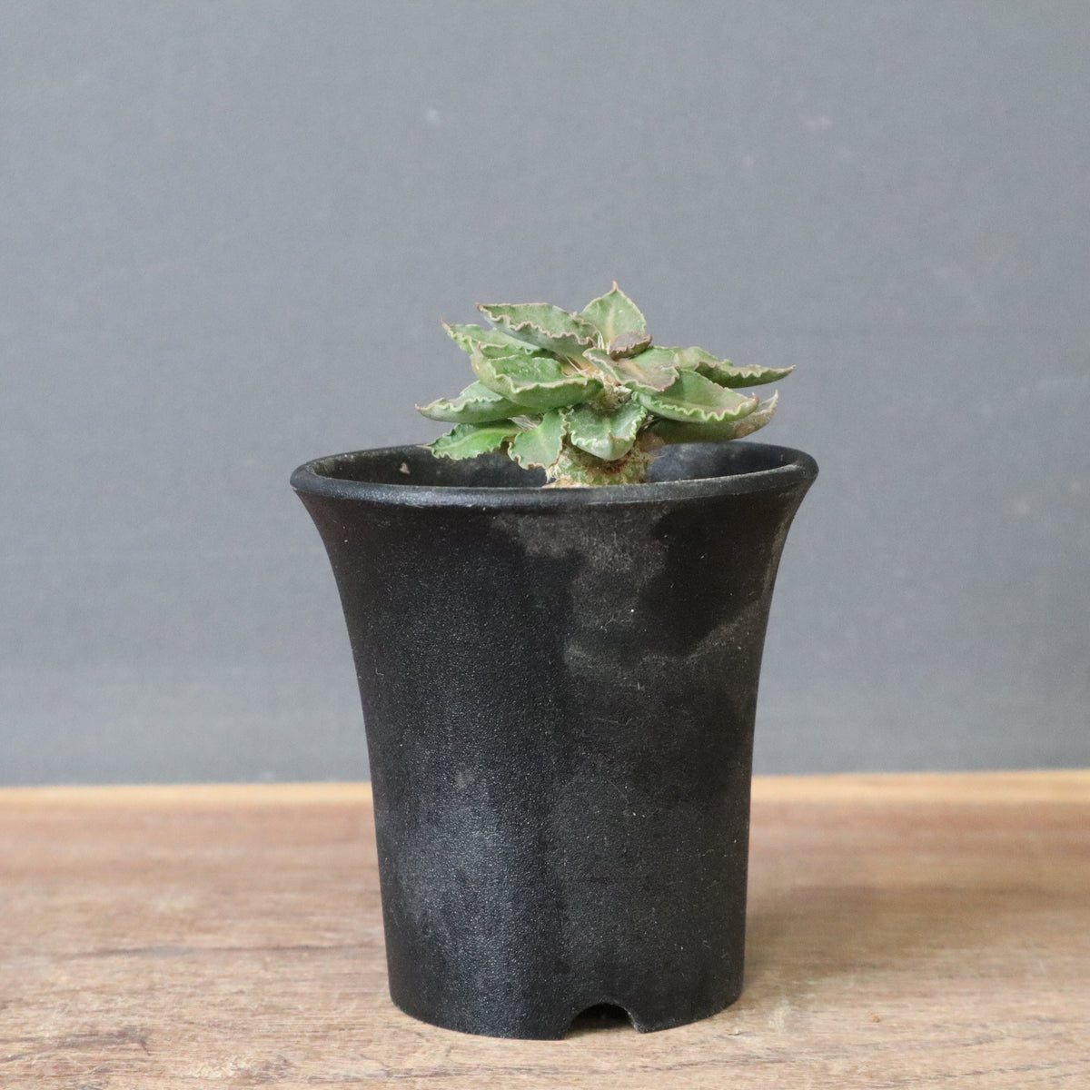 エリオシケ　マライエンシス ROS1220.1 3苗セット エリオシケ マライエンシス ROS1220.1 3苗セット