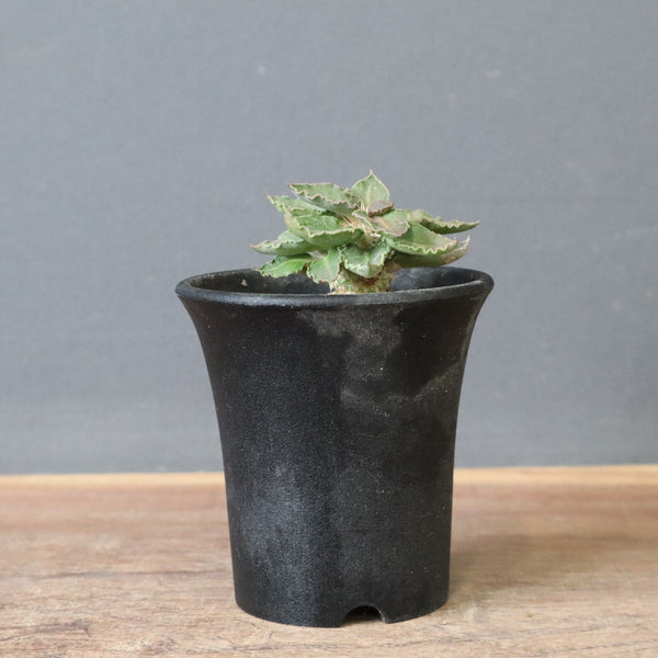 E.フランコイシー（実生）　20