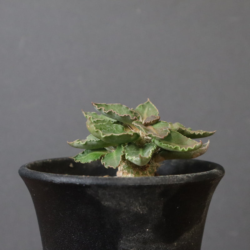 E.フランコイシー（実生）　20