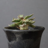 E.フランコイシー（実生）　20