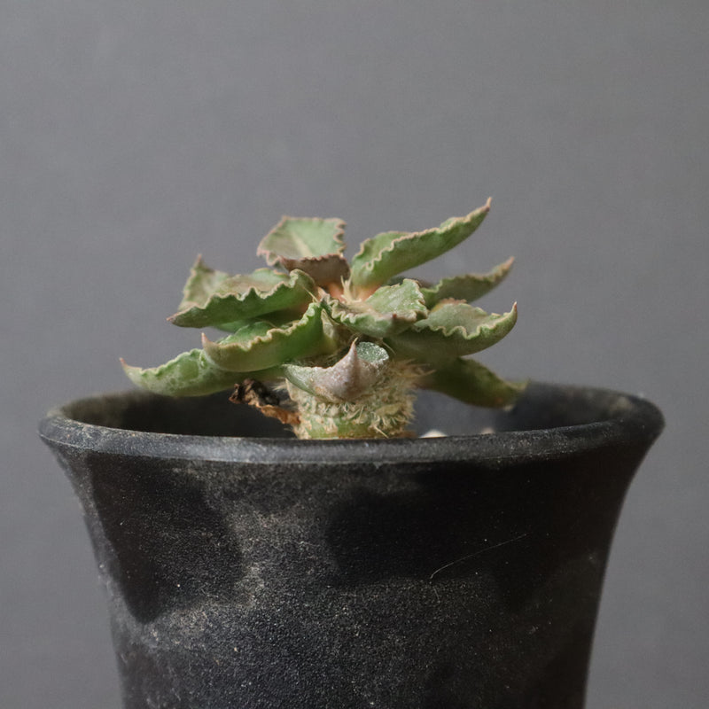 E.フランコイシー（実生）　20