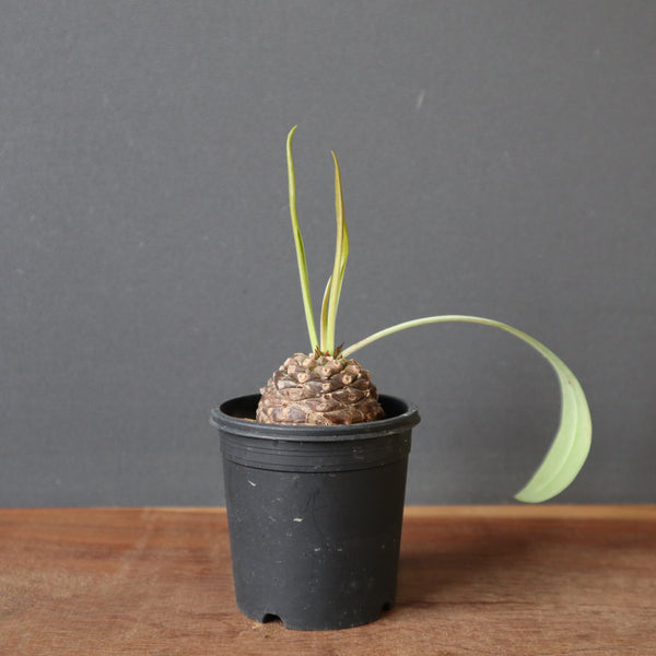 ユーフォルビア – TaiShoDo ONLINE SHOP