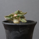 E.フランコイシー（実生）　20