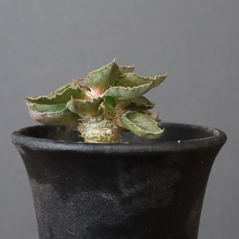 E.フランコイシー（実生）　20