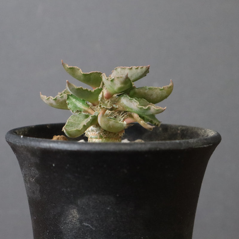 E.フランコイシー（実生）　20