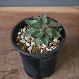 E.フランコイシー（実生）　20