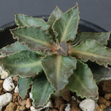 E.フランコイシー（実生）　20