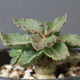 E.フランコイシー（実生）　20