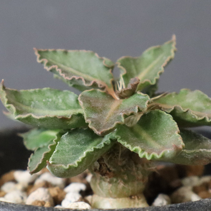 E.フランコイシー（実生）　20