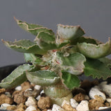 E.フランコイシー（実生）　20