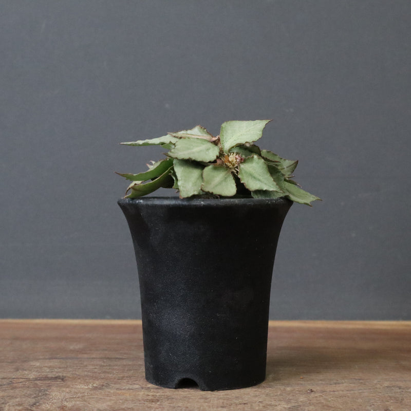 E.フランコイシー（実生）　17