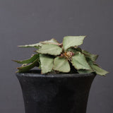 E.フランコイシー（実生）　17