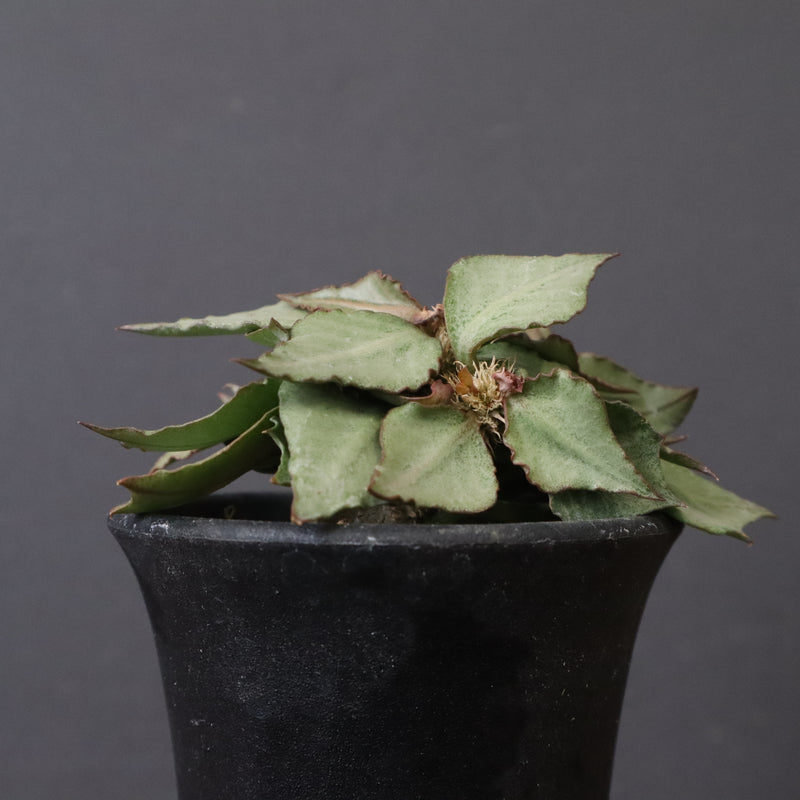 E.フランコイシー（実生）　17