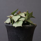 E.フランコイシー（実生）　17