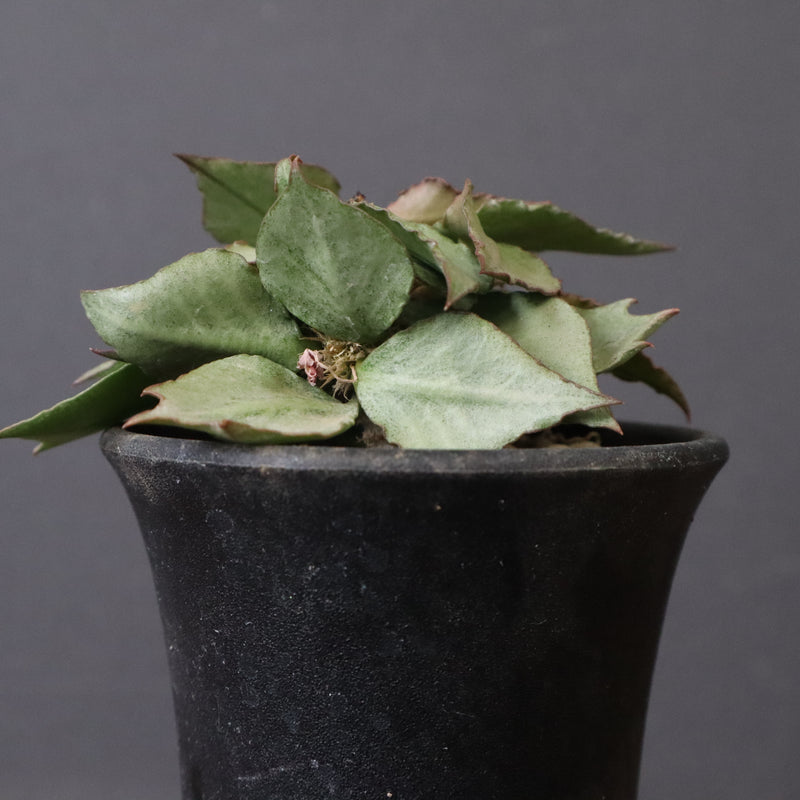 E.フランコイシー（実生）　17