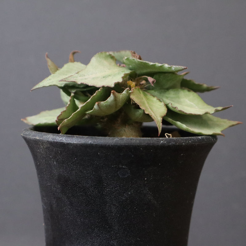 E.フランコイシー（実生）　17