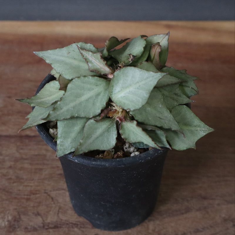 E.フランコイシー（実生）　17