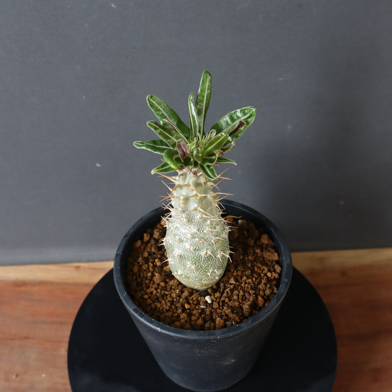 パキポディウム グラキリス 実生 12株