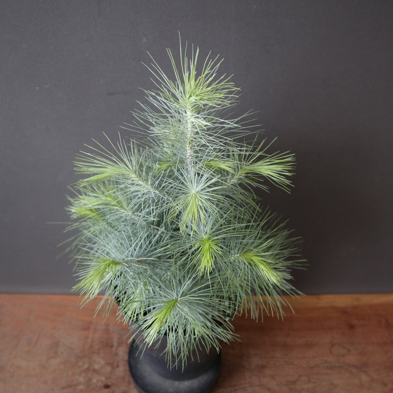 マルチネス ピニョンマツ EC3391 – TaiShoDo ONLINE SHOP