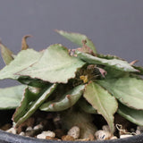 E.フランコイシー（実生）　17