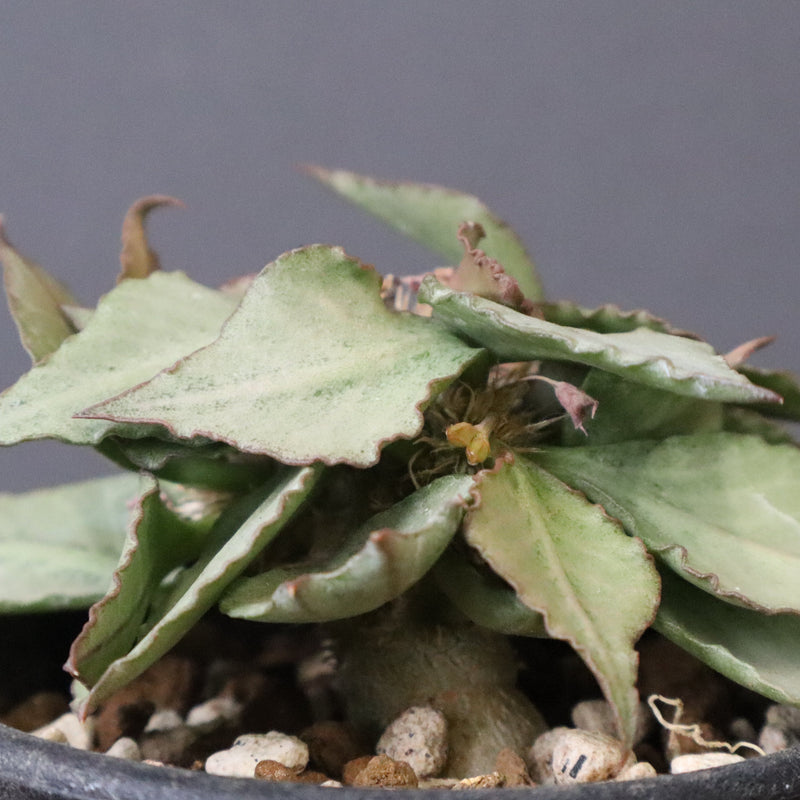 E.フランコイシー（実生）　17