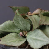 E.フランコイシー（実生）　17