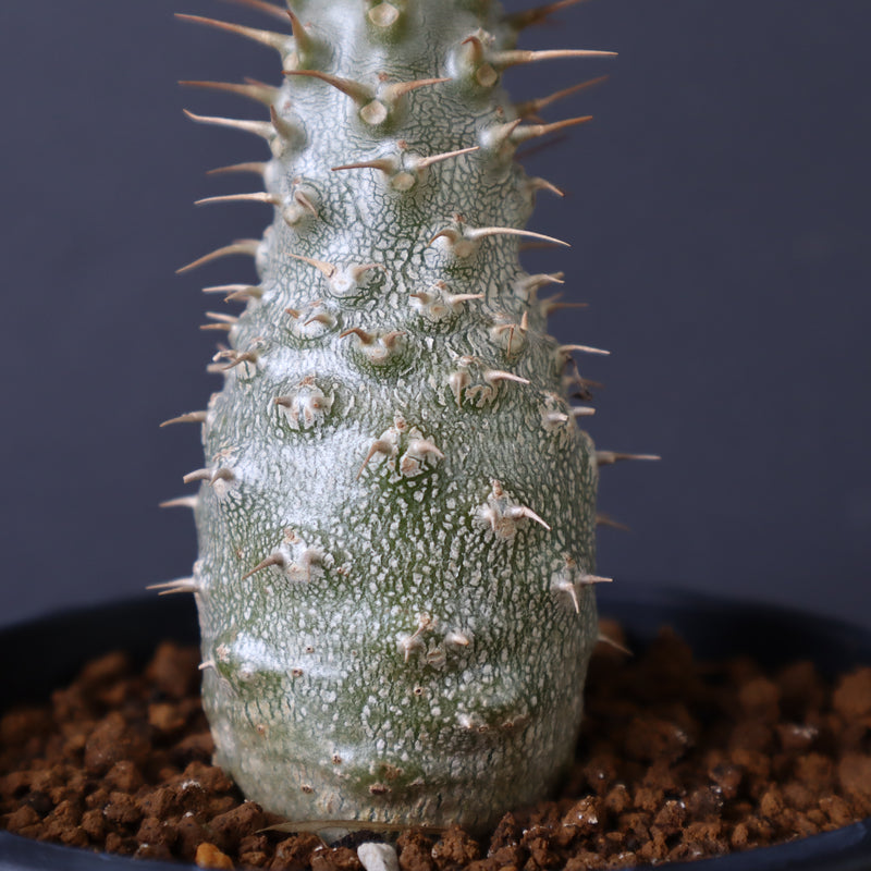 パキポディウム グラキリス 実生 12株