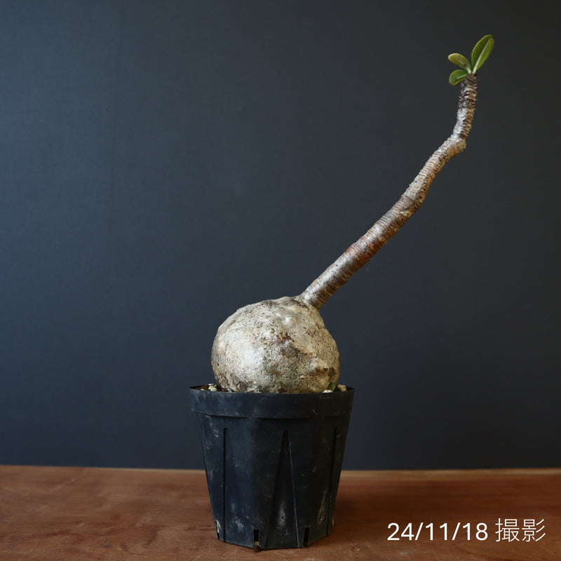 P.ウィンゾリー 49