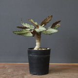 E.フランコイシー（実生）　11