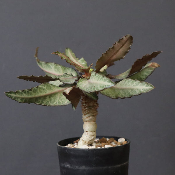 E.フランコイシー（実生）　11