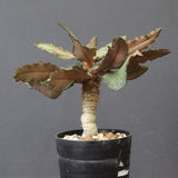 E.フランコイシー（実生）　11