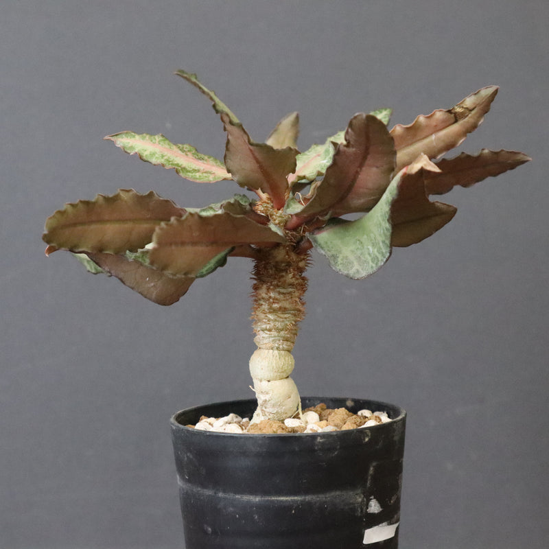 E.フランコイシー（実生）　11