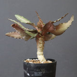 E.フランコイシー（実生）　11