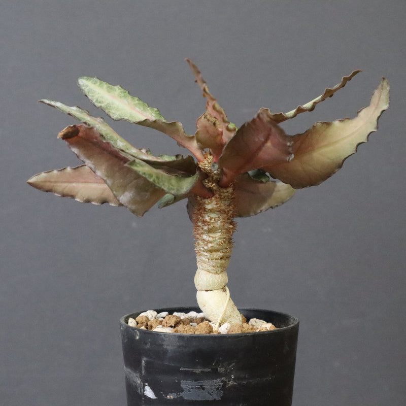 E.フランコイシー（実生）　11