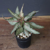 E.フランコイシー（実生）　11