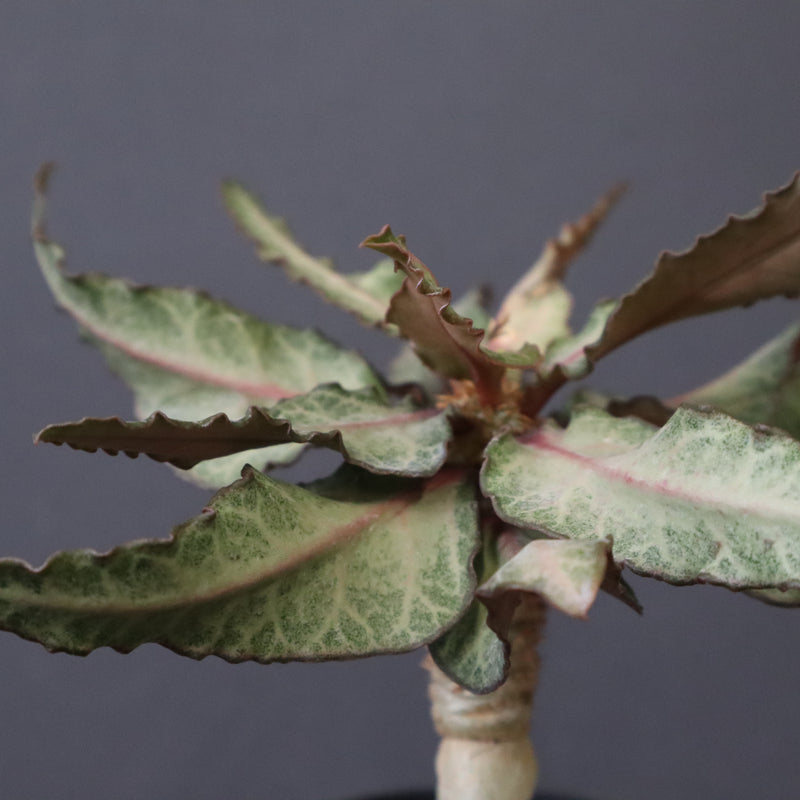 E.フランコイシー（実生）　11