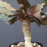 E.フランコイシー（実生）　11