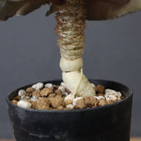 E.フランコイシー（実生）　11