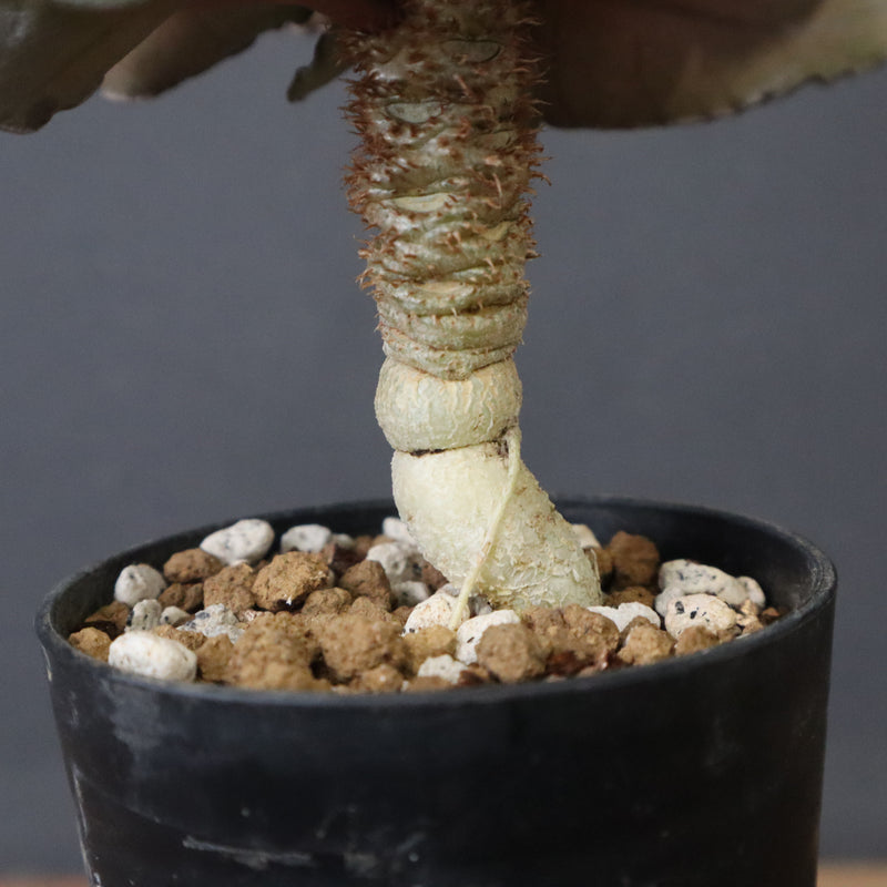 E.フランコイシー（実生）　11