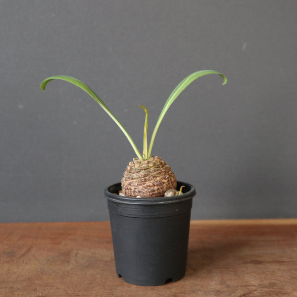 ユーフォルビア – TaiShoDo ONLINE SHOP