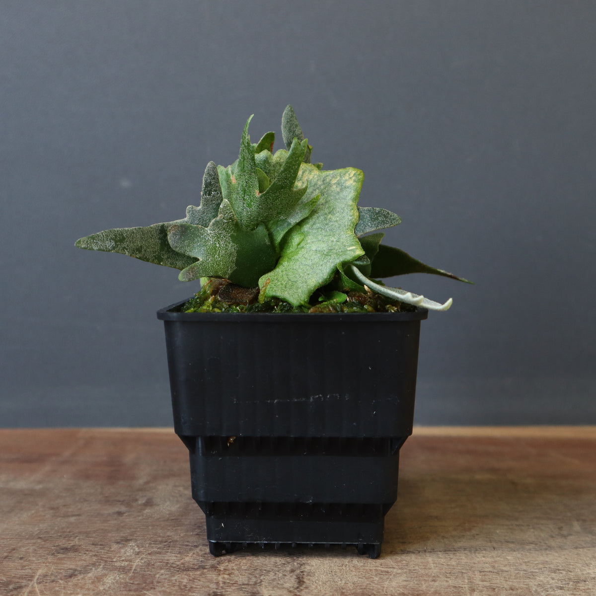 ビカクシダ – TaiShoDo ONLINE SHOP