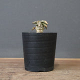 E.トゥレアレンシス（実生）　10