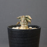 E.トゥレアレンシス（実生）　10