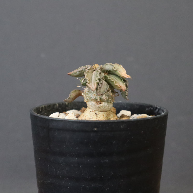 E.トゥレアレンシス（実生）　10