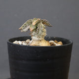 E.トゥレアレンシス（実生）　10