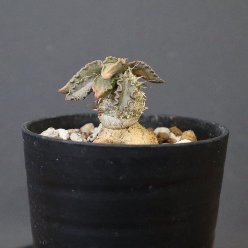 E.トゥレアレンシス（実生）　10