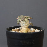 E.トゥレアレンシス（実生）　10