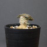 E.トゥレアレンシス（実生）　10