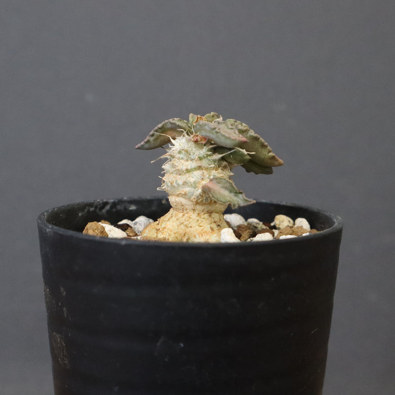 E.トゥレアレンシス（実生）　10